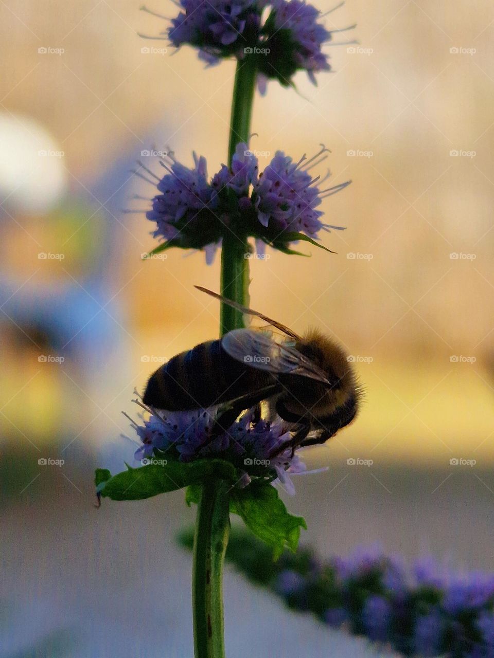 bee pollinating mint