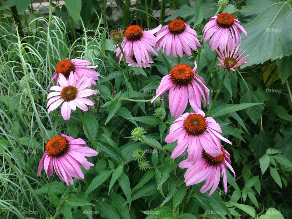 Cone flower