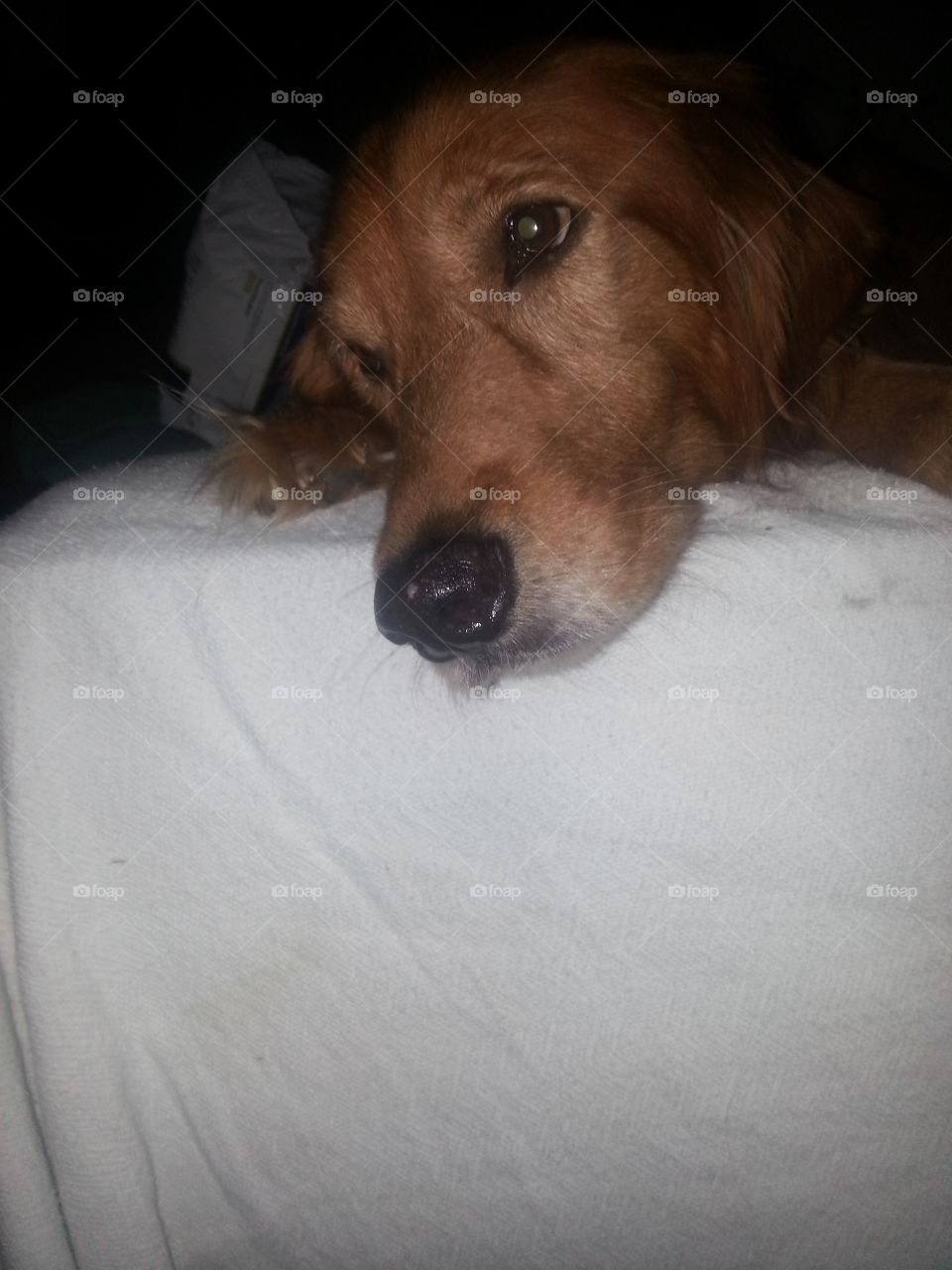 Chase getting  a cat bapp