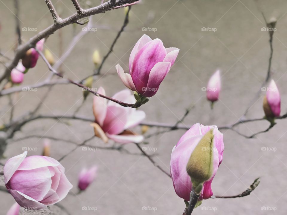 Pink magnolias freshly bloomed in spring