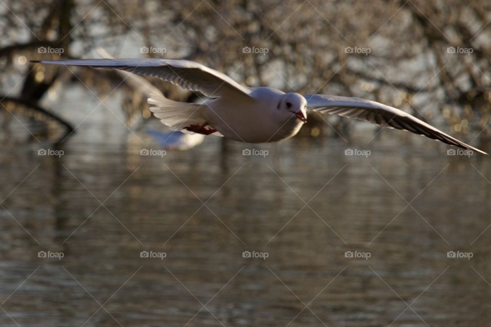 Seagull Flying Over Lake