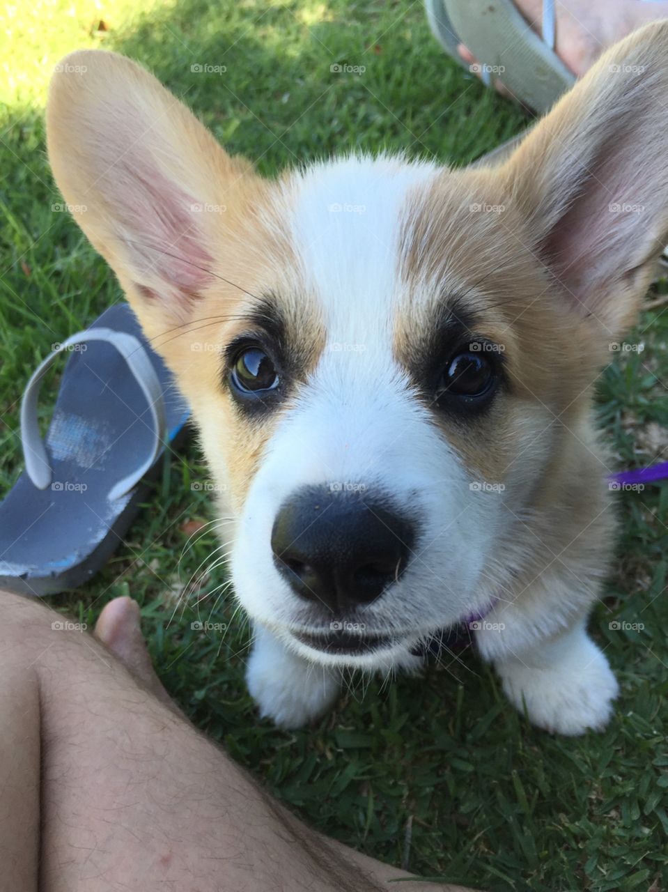 Cute  corgi 