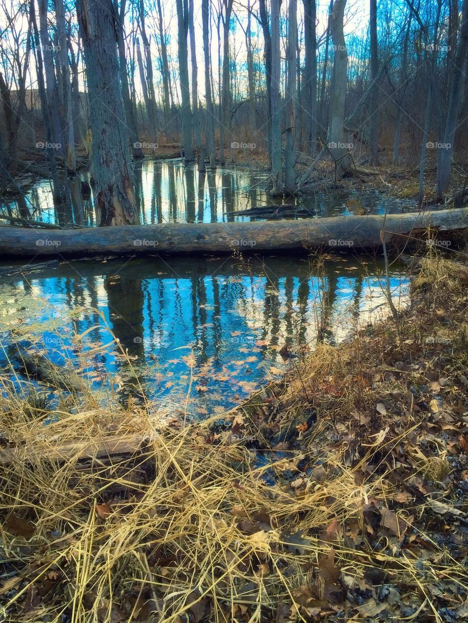 Forest trees reflecting on lake