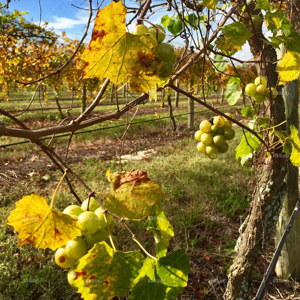 Muscadine grapes growing in a vineyard at a winery