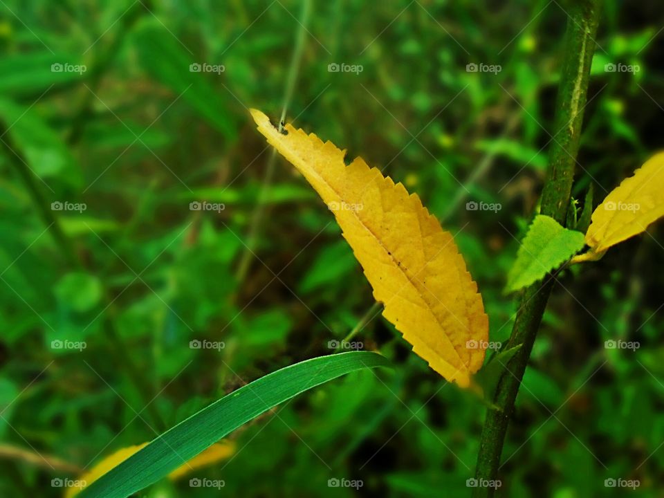 leaf