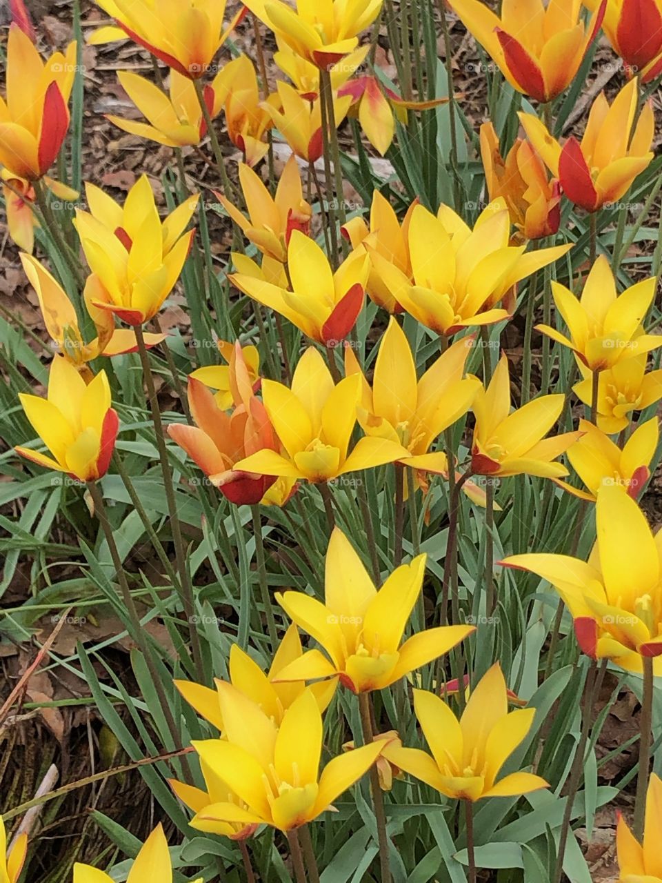 Flora, Flower, Leaf, Nature, Garden