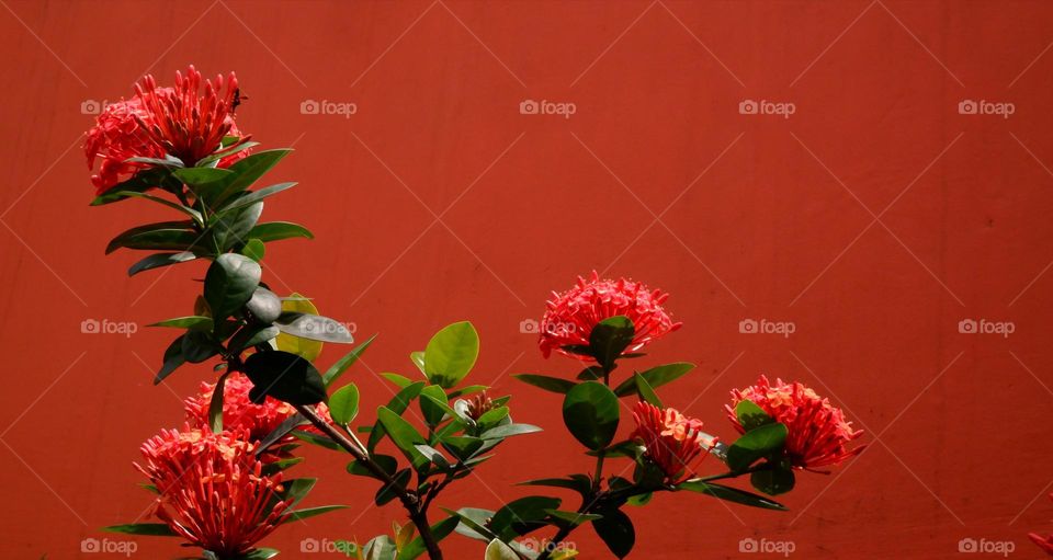 Ixora chinensis, commonly known as Chinese ixora, is a species of plant of the genus Ixora