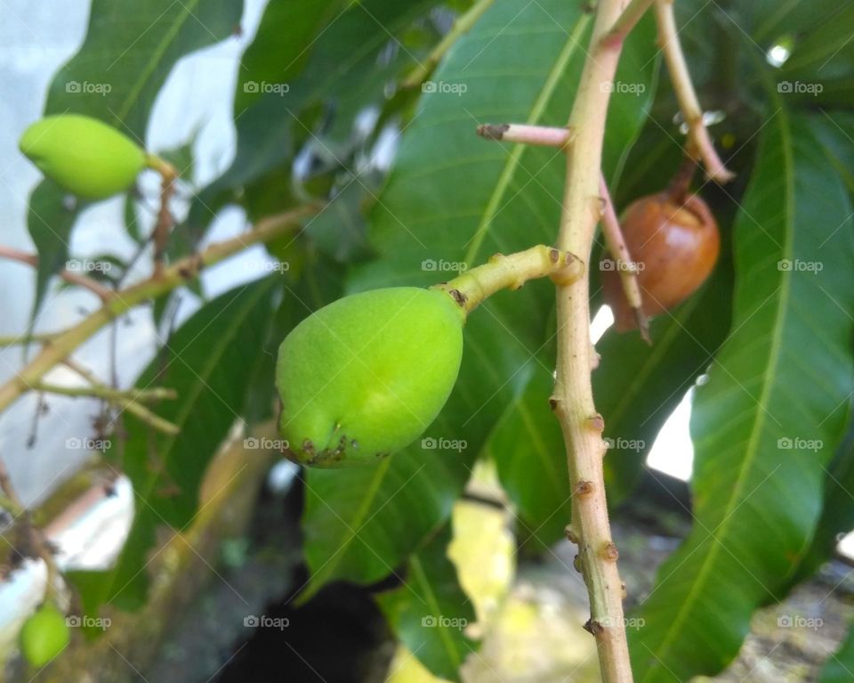 Mango fruit on tree