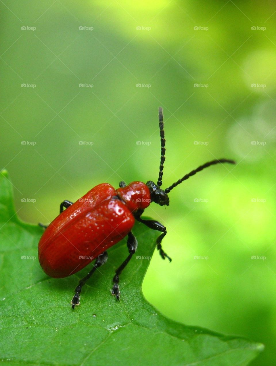 Scarlet Lily beetle