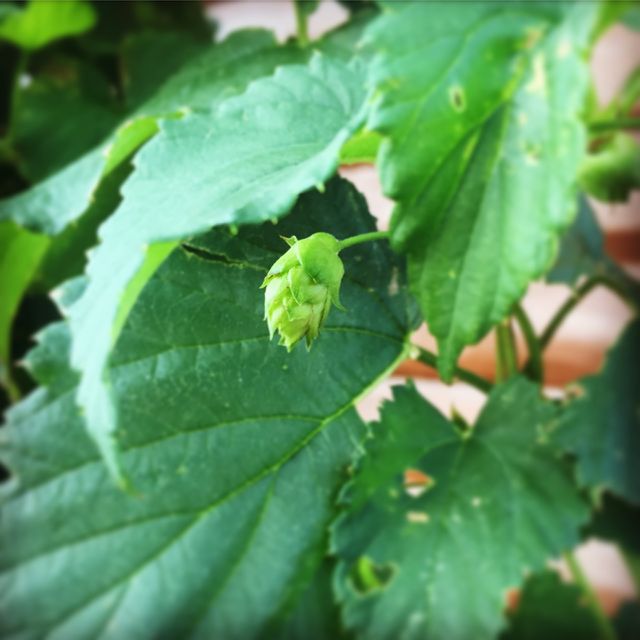 New Hop