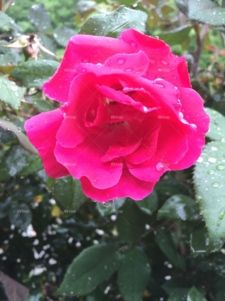 Raindrops on the rose petals 