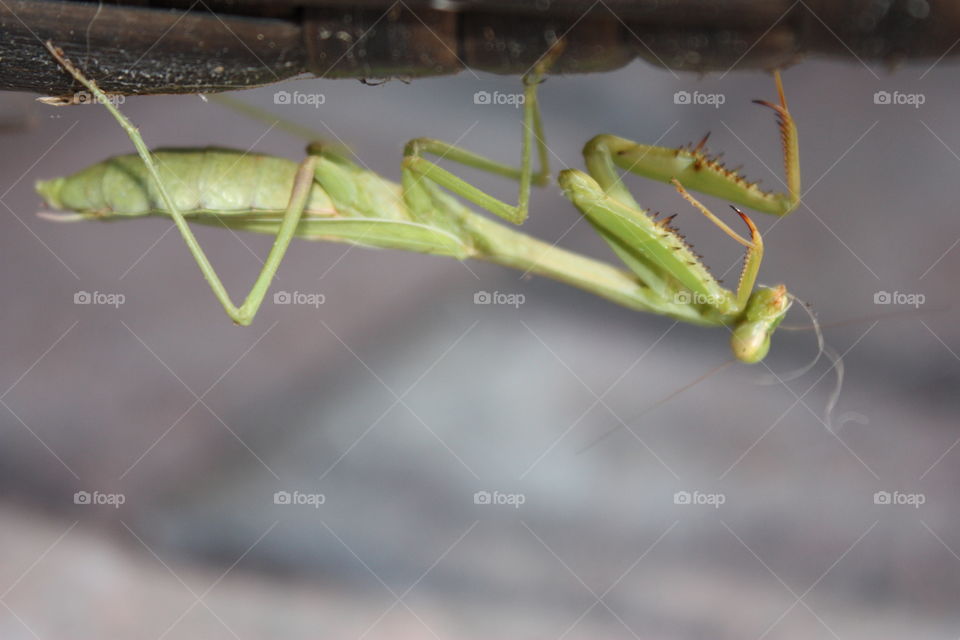 Praying mantis