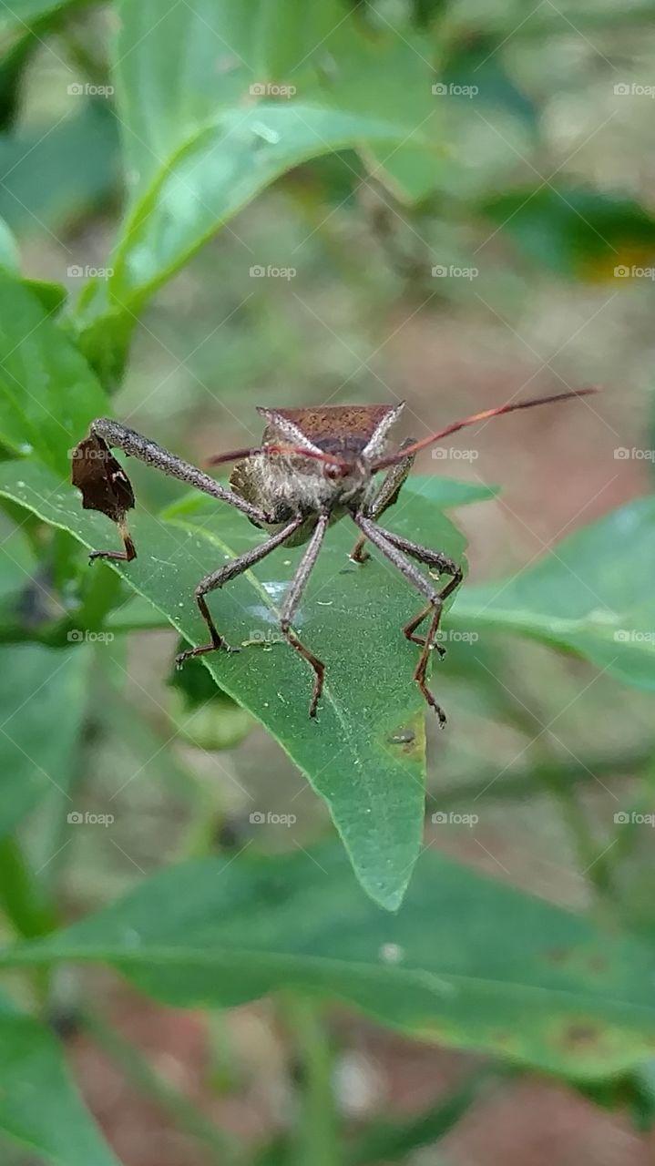 Insect, Nature, Invertebrate, No Person, Leaf