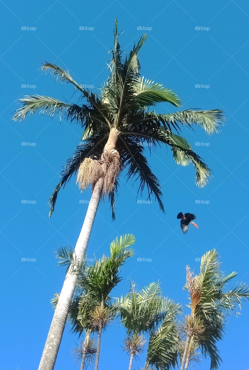 Toucan flying out a coconut tree on a sunny day
