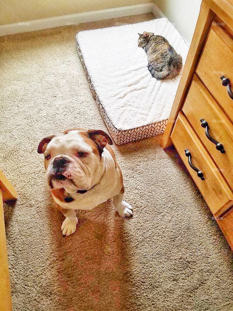 Cat stole dogs new bed 