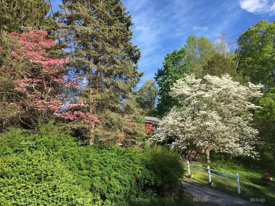 Pink and white dogwood 