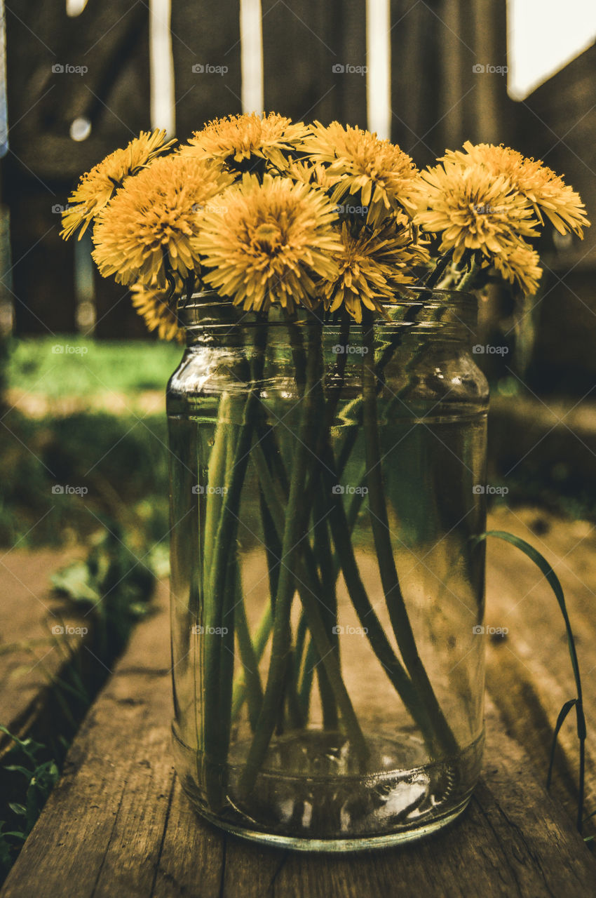 One of the symbols of the blooming spring are cheerful yellow dandelions. These flowers scatter on the grass like bright sparks of the molten sun, cover glades and lawns with a golden carpet and fill the heart with quiet, serene joy