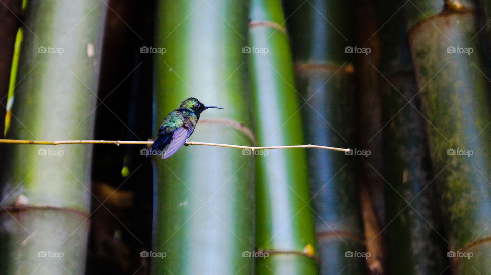 Hummingbird at bamboo 