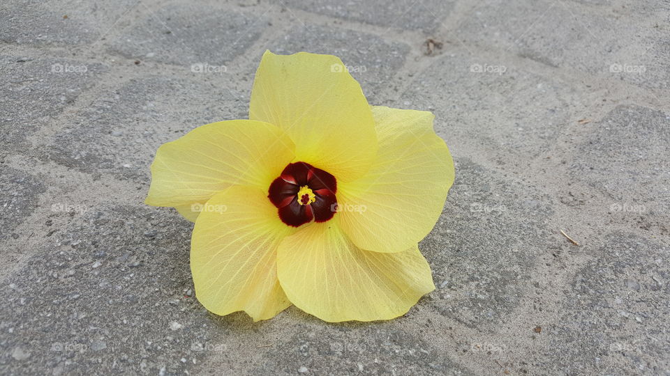 yellow flower 