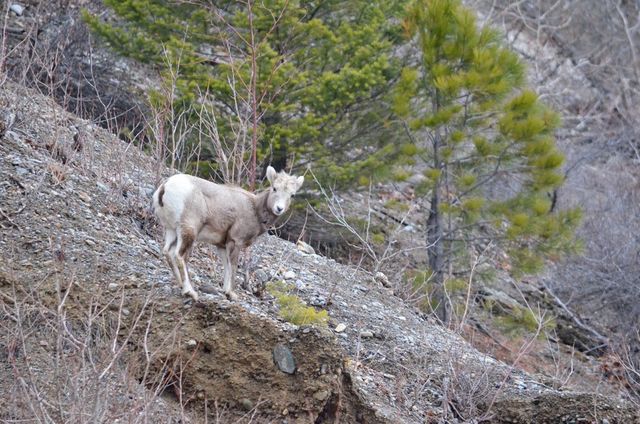 Mountain Goat