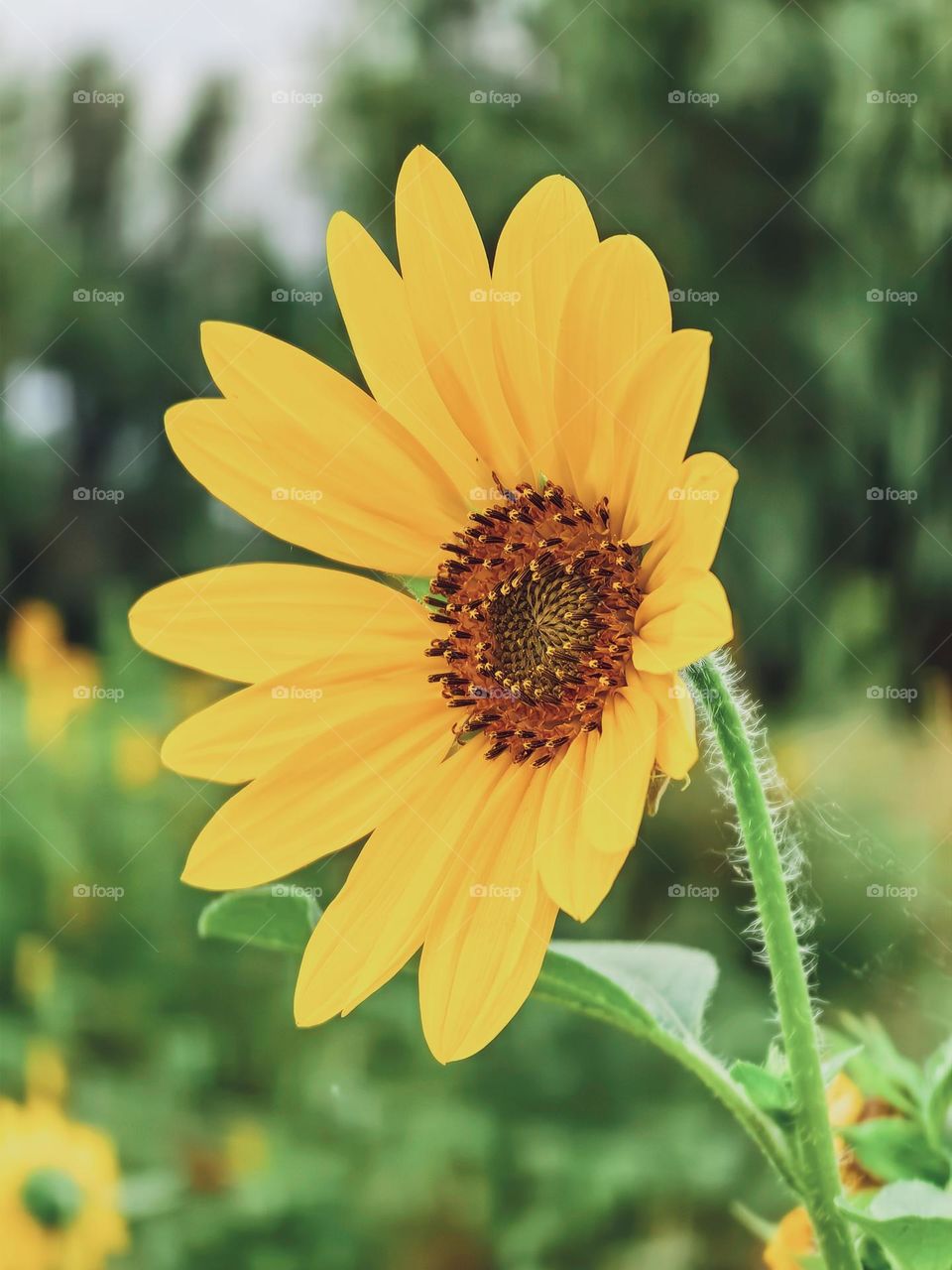 Sunflower in the garden