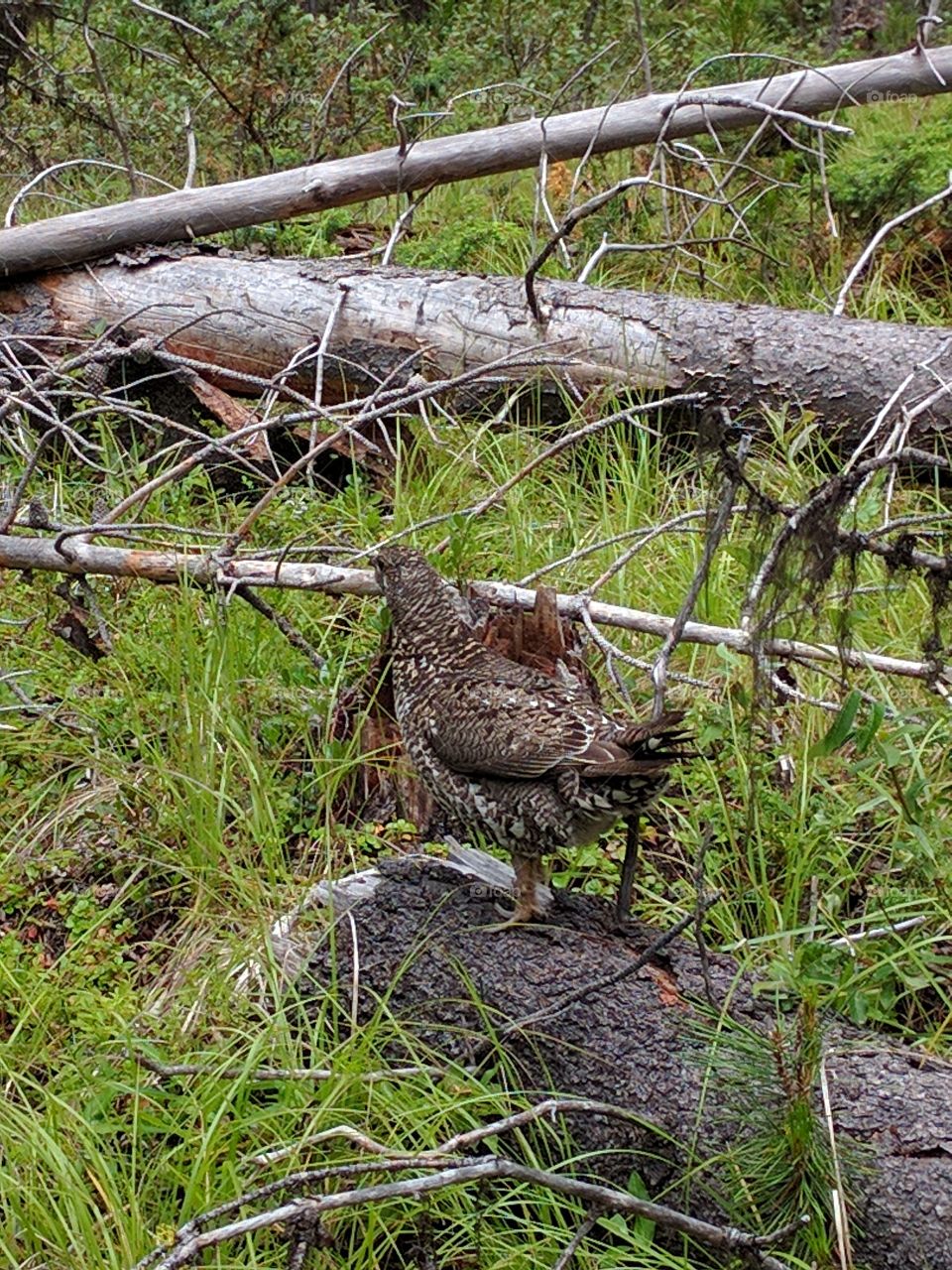 Grouse