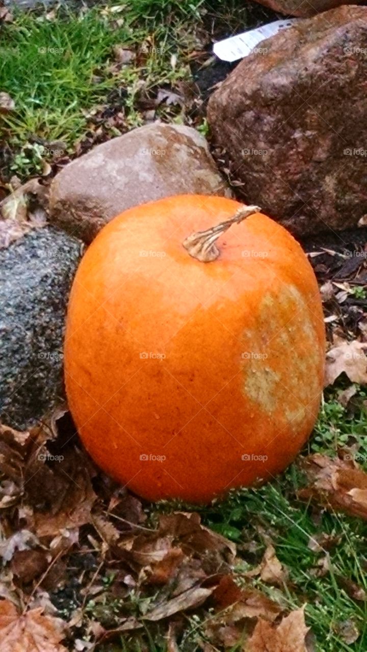 Fall, Food, Leaf, Nature, Pumpkin