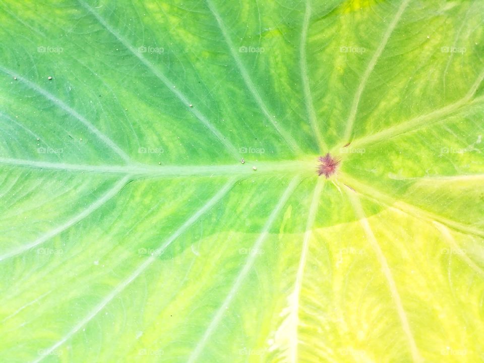 Texture of green leaf. Beautiful in the natural life.
