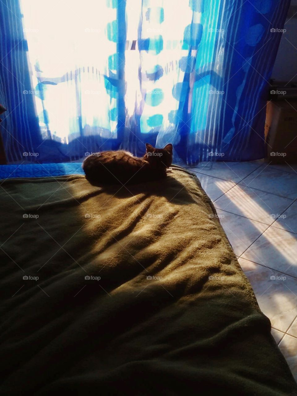 Cat enjoying the first beams of light of the day