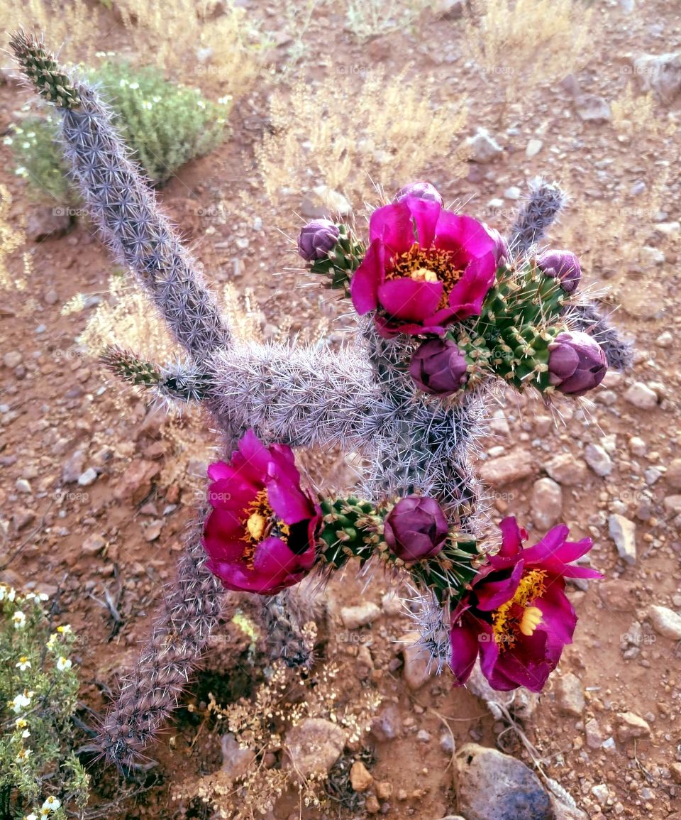 Flowering Cactus