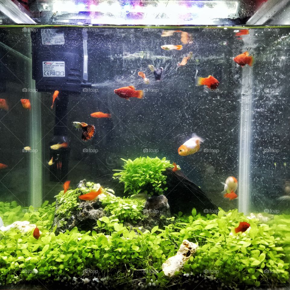 fish in aquarium