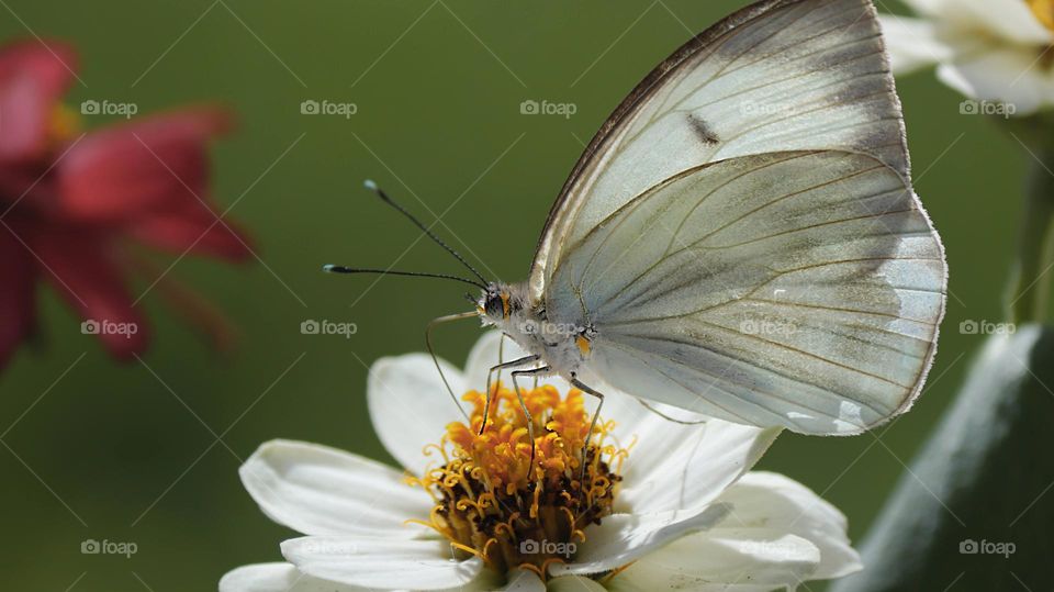 White butterfly drink nectar from white flowers