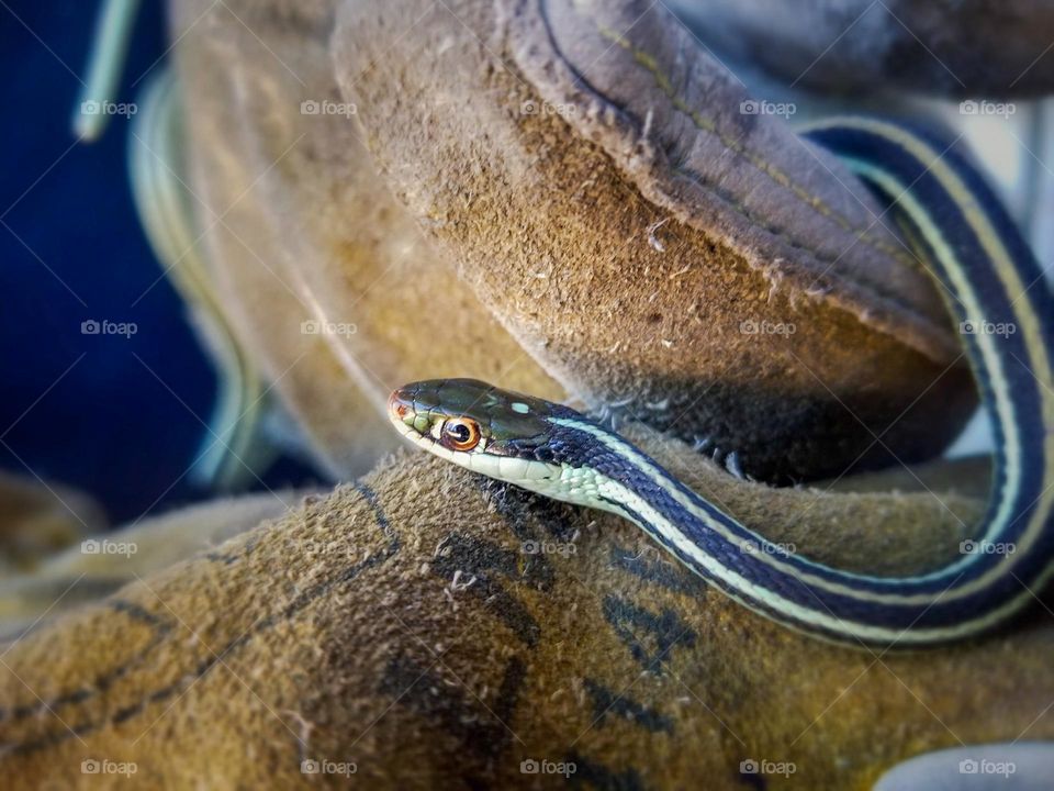 Western Ribbon Snake Being Held By Leather Gloved Hands