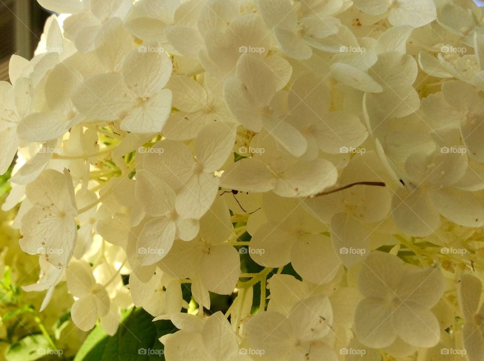 Beautiful White Hydrangea in Sun Light 