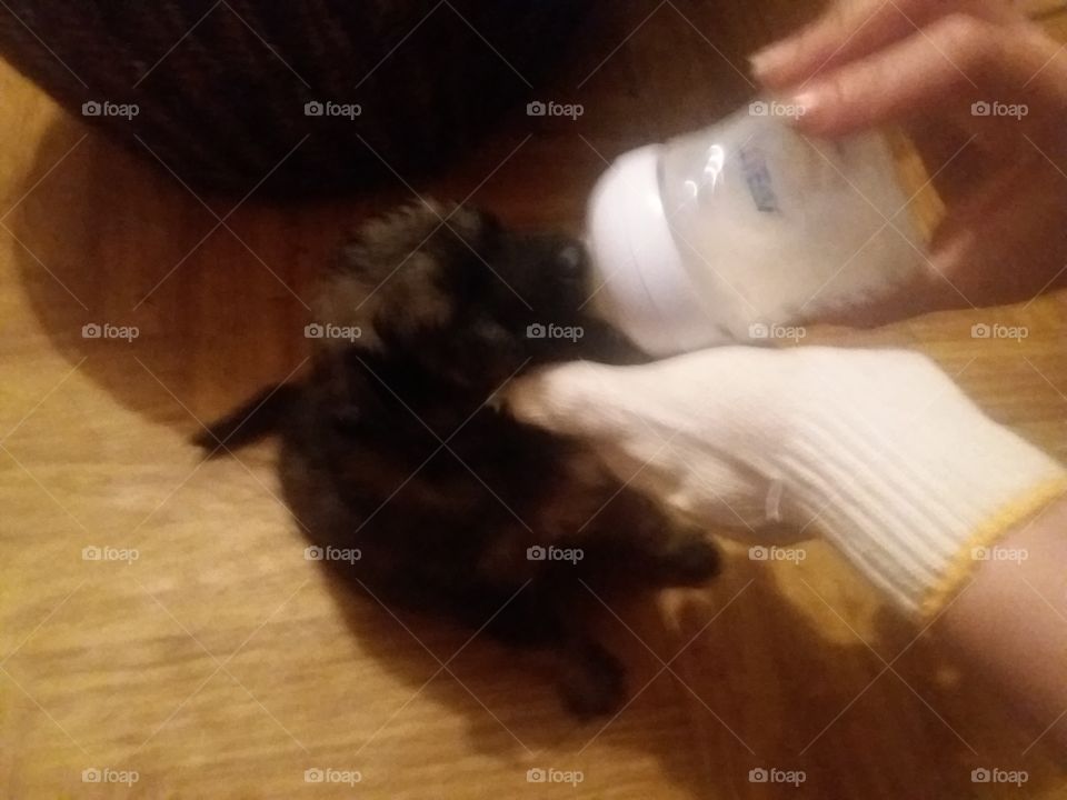 Cute puppy feeding from bottle