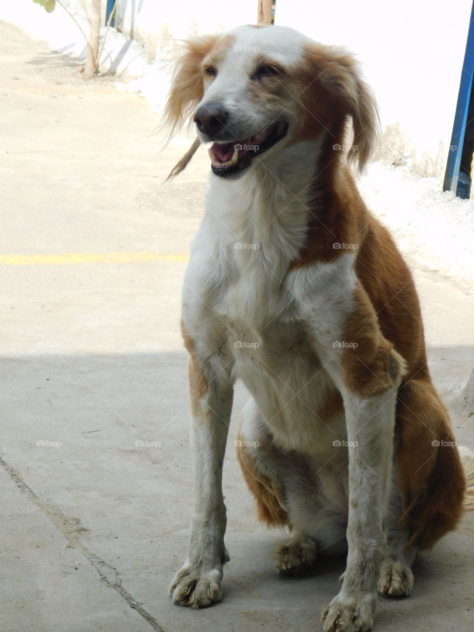 Indian dog with white and brown colour sitting on. Looking very cute.