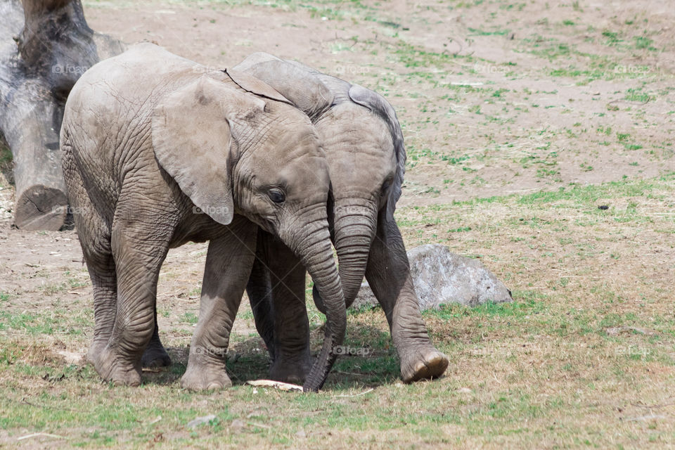 Best friends, two cute baby elephants walking close together 