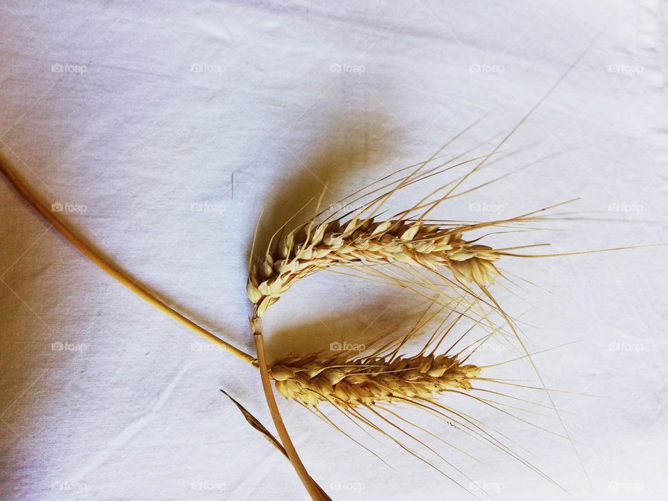 Decoration of ears of wheat