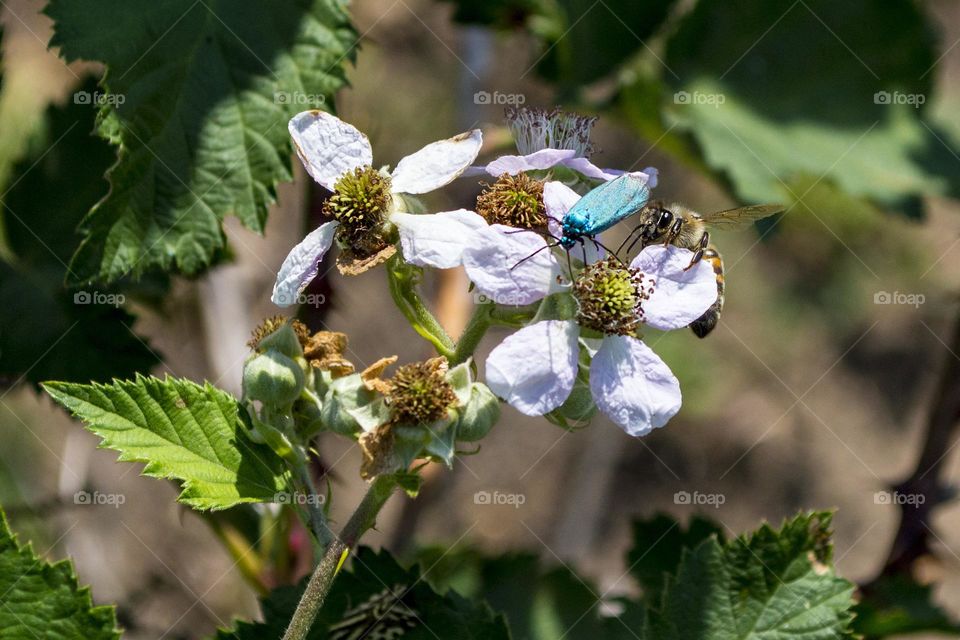 butterfly (Green Forester Moth) and bee on blackberry flower