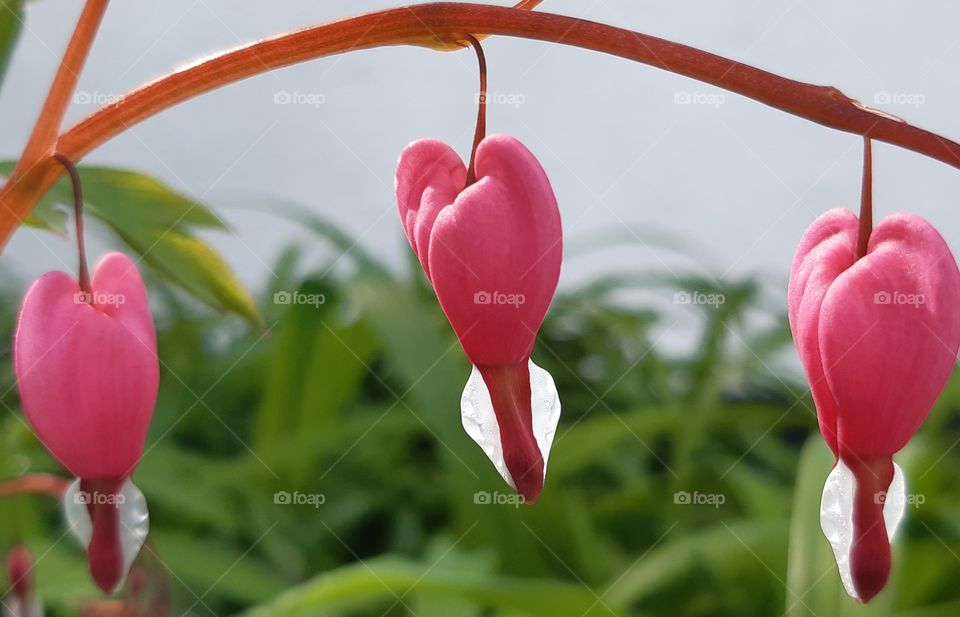 Bleeding heart (dicentra)💗