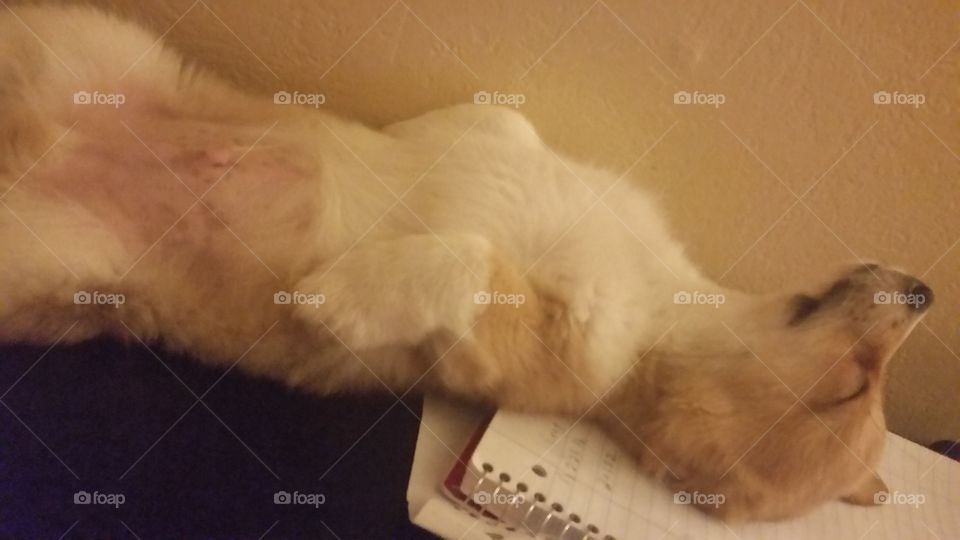 Corgi puppy notebook funny sleepy dog baby puppy