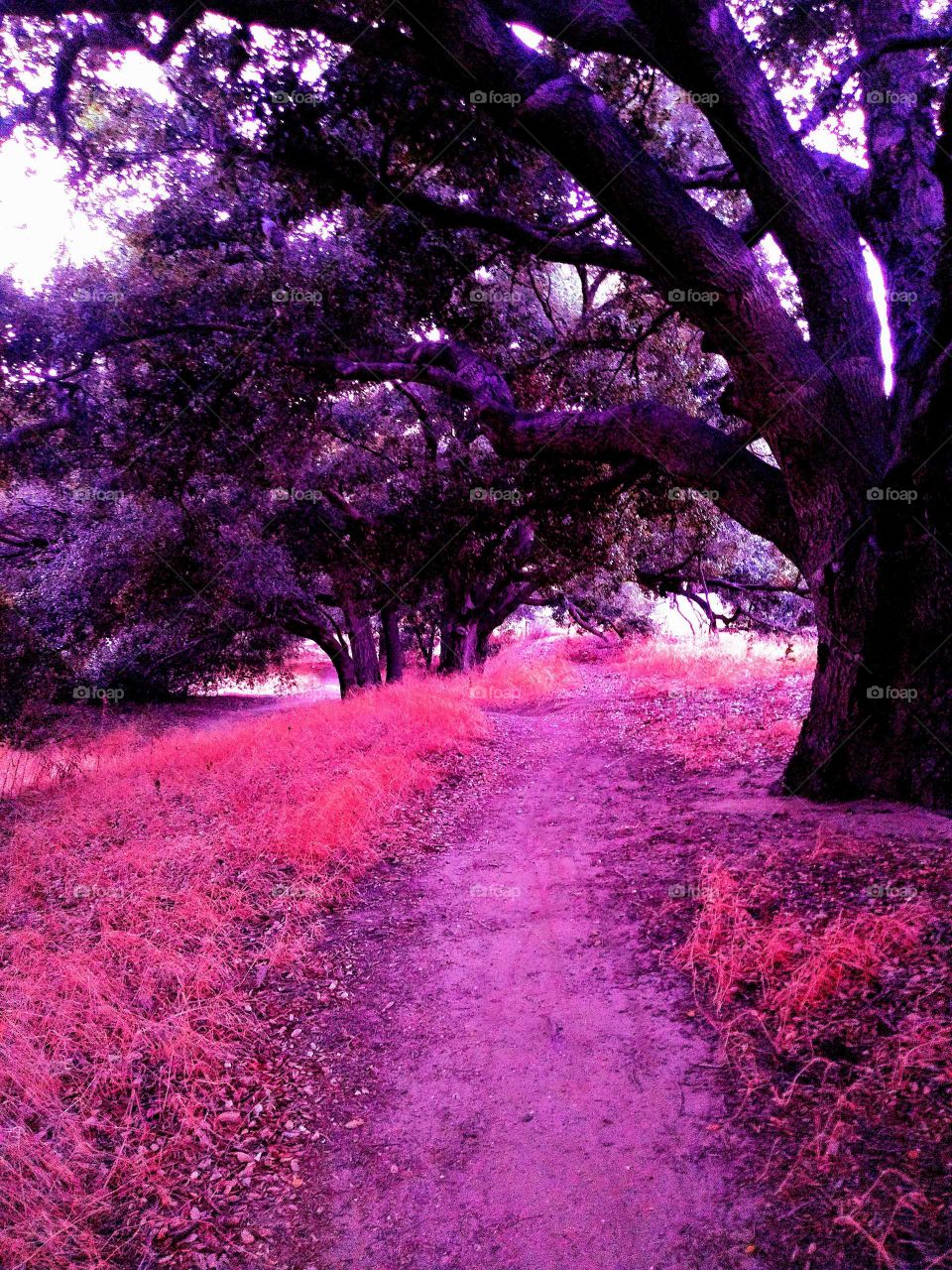 beautiful walking path in Temecula California
