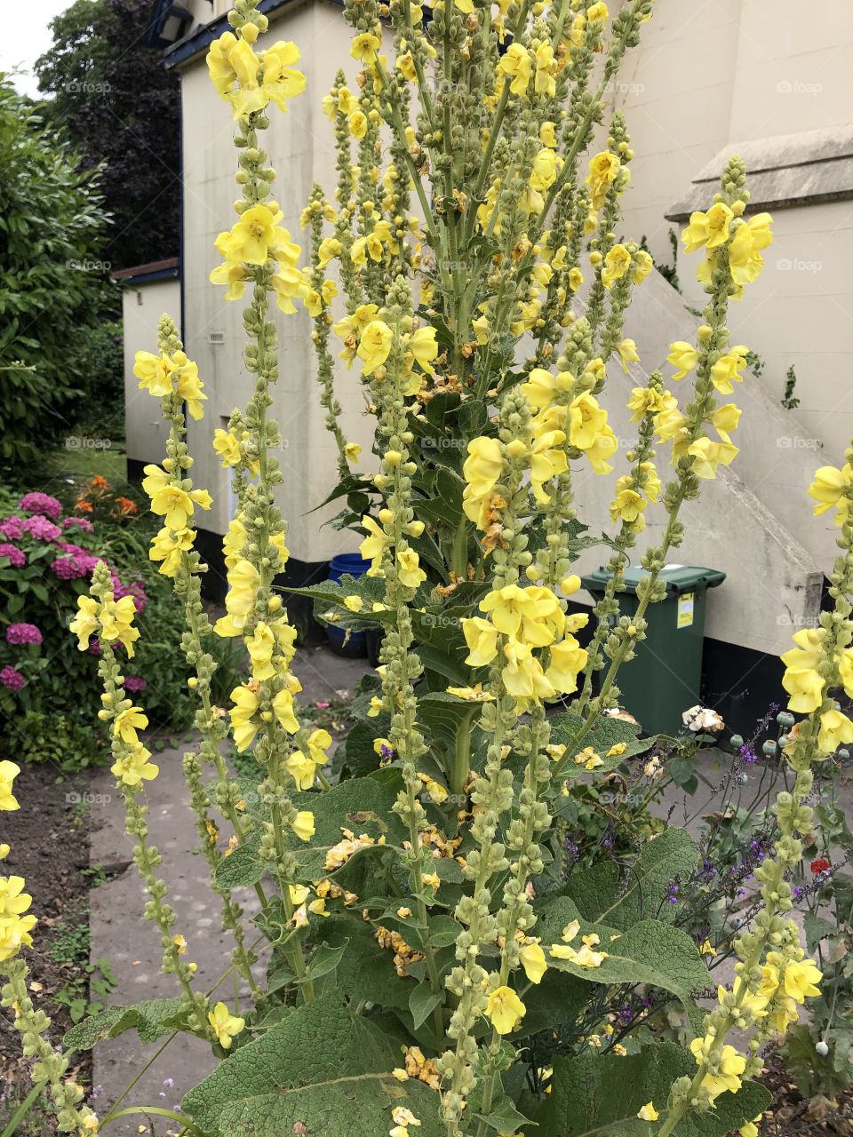 Some of the lovely flowers shining through at Courtenay Park, Newton Abbot in Devon.