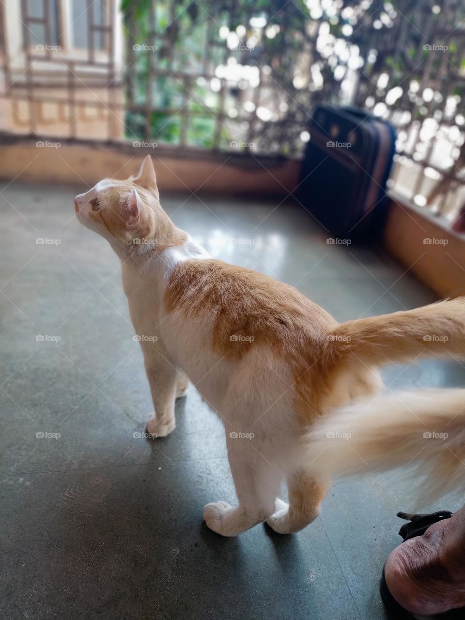 Beautiful white and brown colour cute cat in balcony with nice blur background effect closeup photo