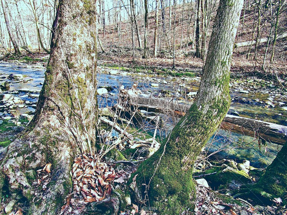 Tree, Wood, Nature, No Person, Leaf