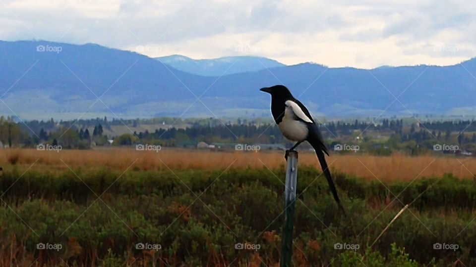 Magpie