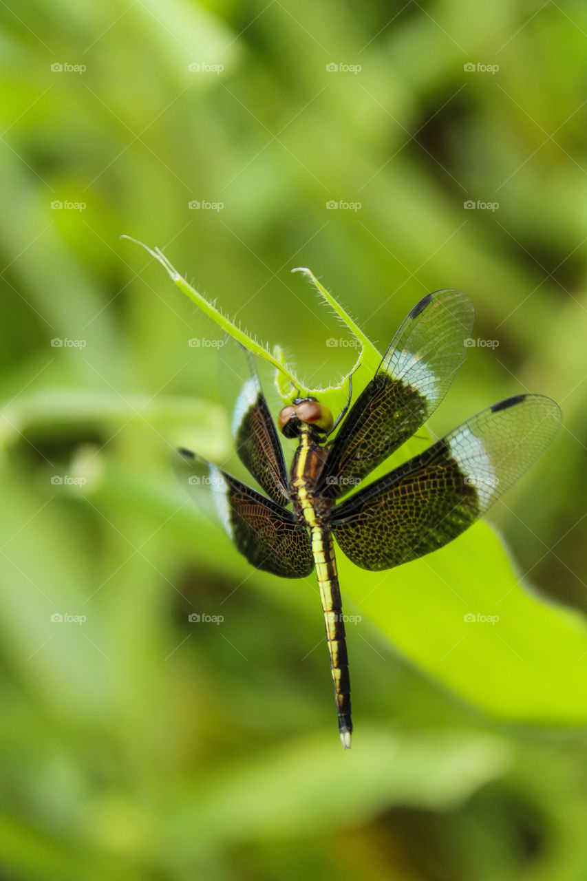 dragonfly.They're really colorful and obvious near the water in the summer.