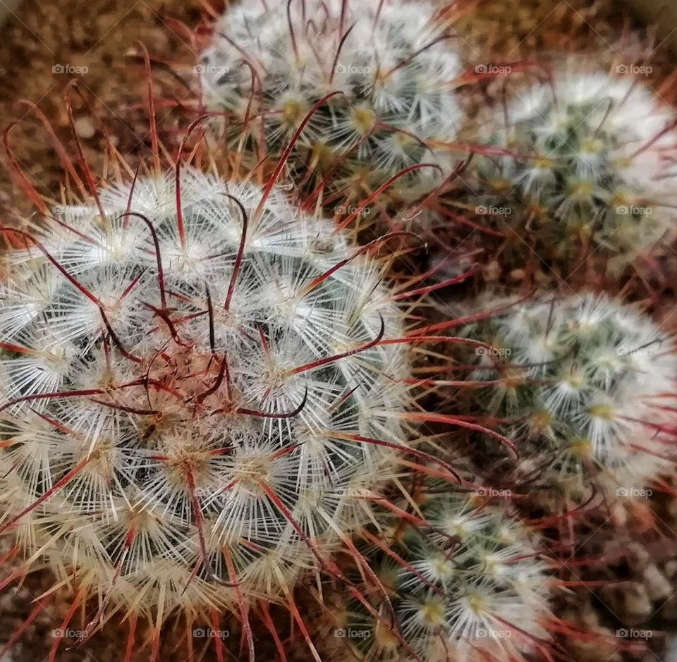 Cactus