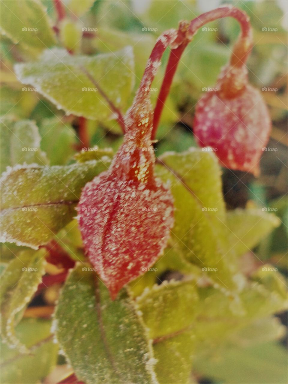 Frosty garden