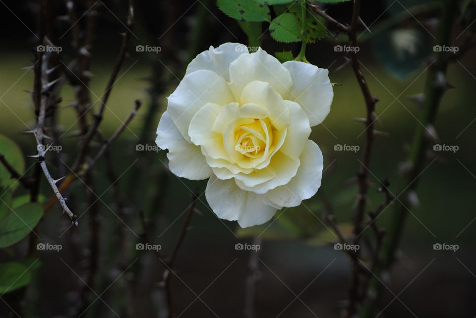 Yellow Rose in South Carolina Garden